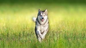 wolf image